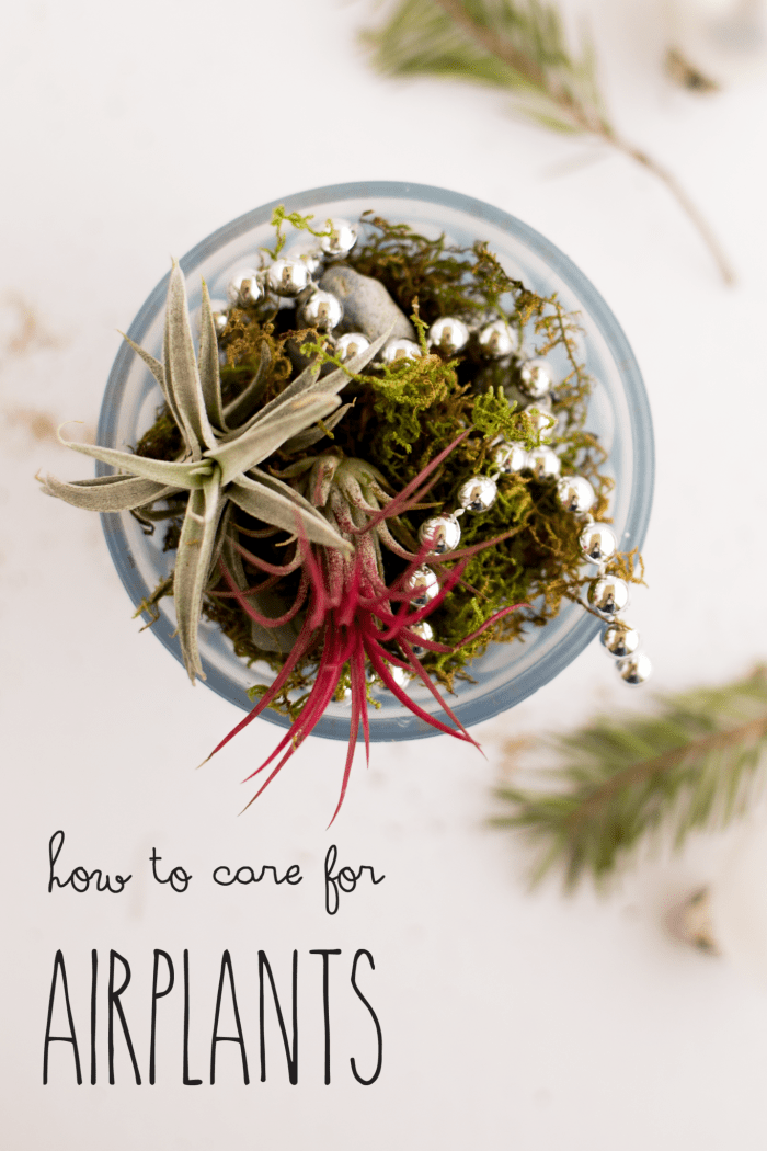 how to care for air plants