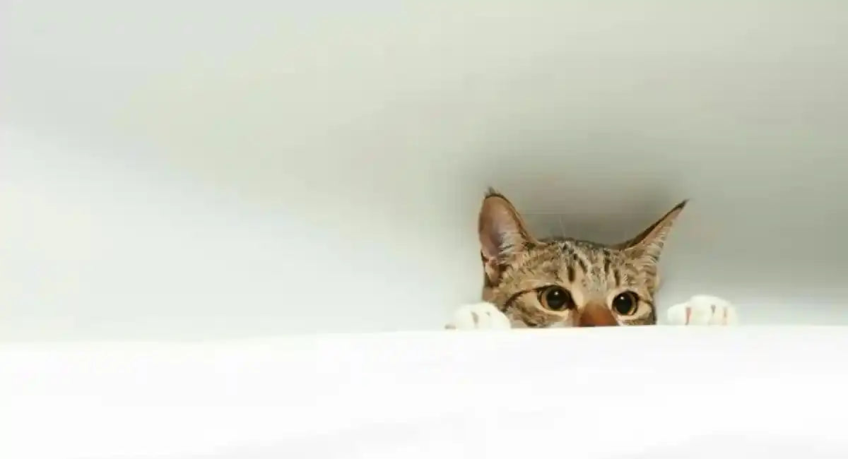 Chaton regardant dehors