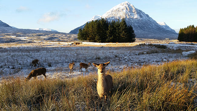 Insel Arran