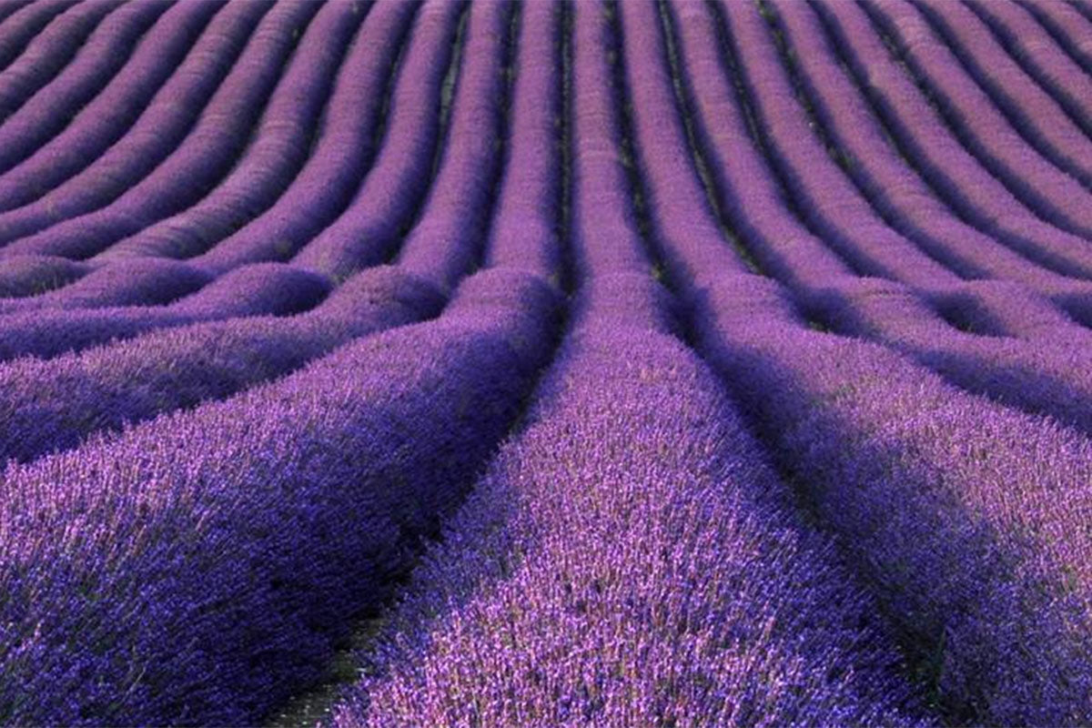 Bildnachweis: Hitchin Lavender FPS Media