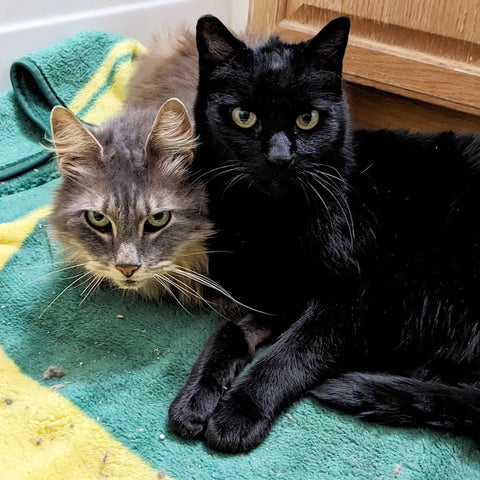 A grey cat and a black cat, both looking at the camera and sitting up against each other.