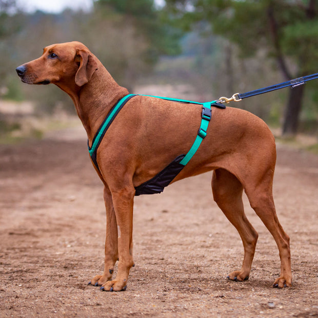 canicross dog harness