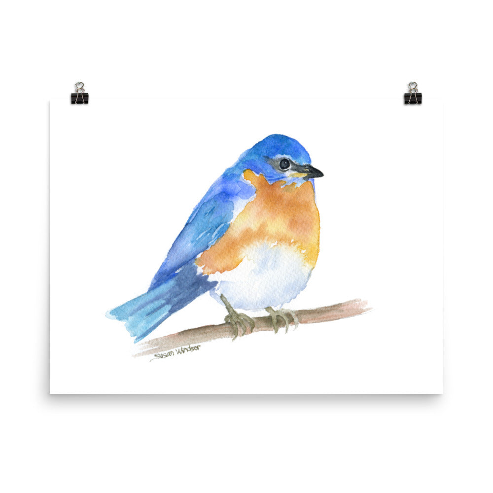 Eastern Bluebird Watercolor – Susan Windsor