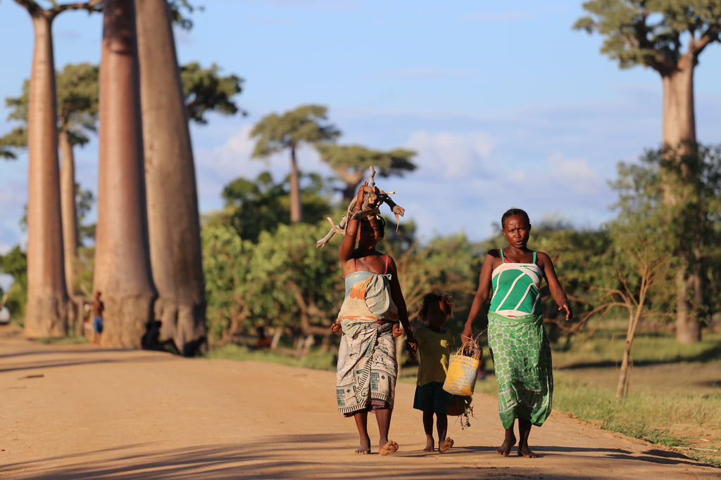 trees help fight hunger and poverty