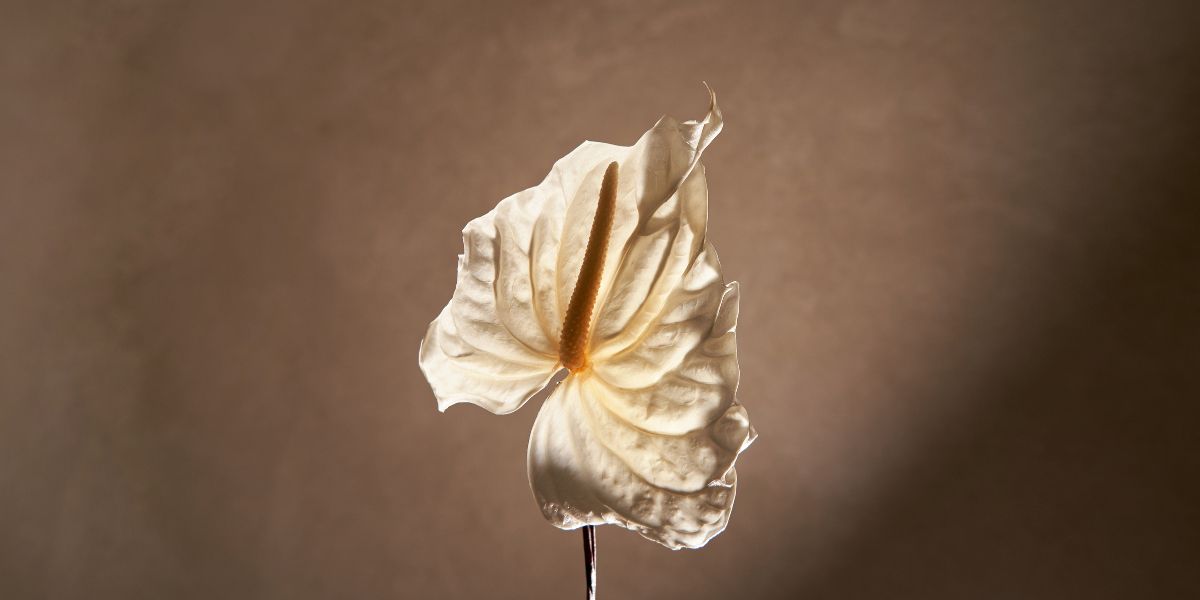 White Anthurium Flower Venus et Fleur
