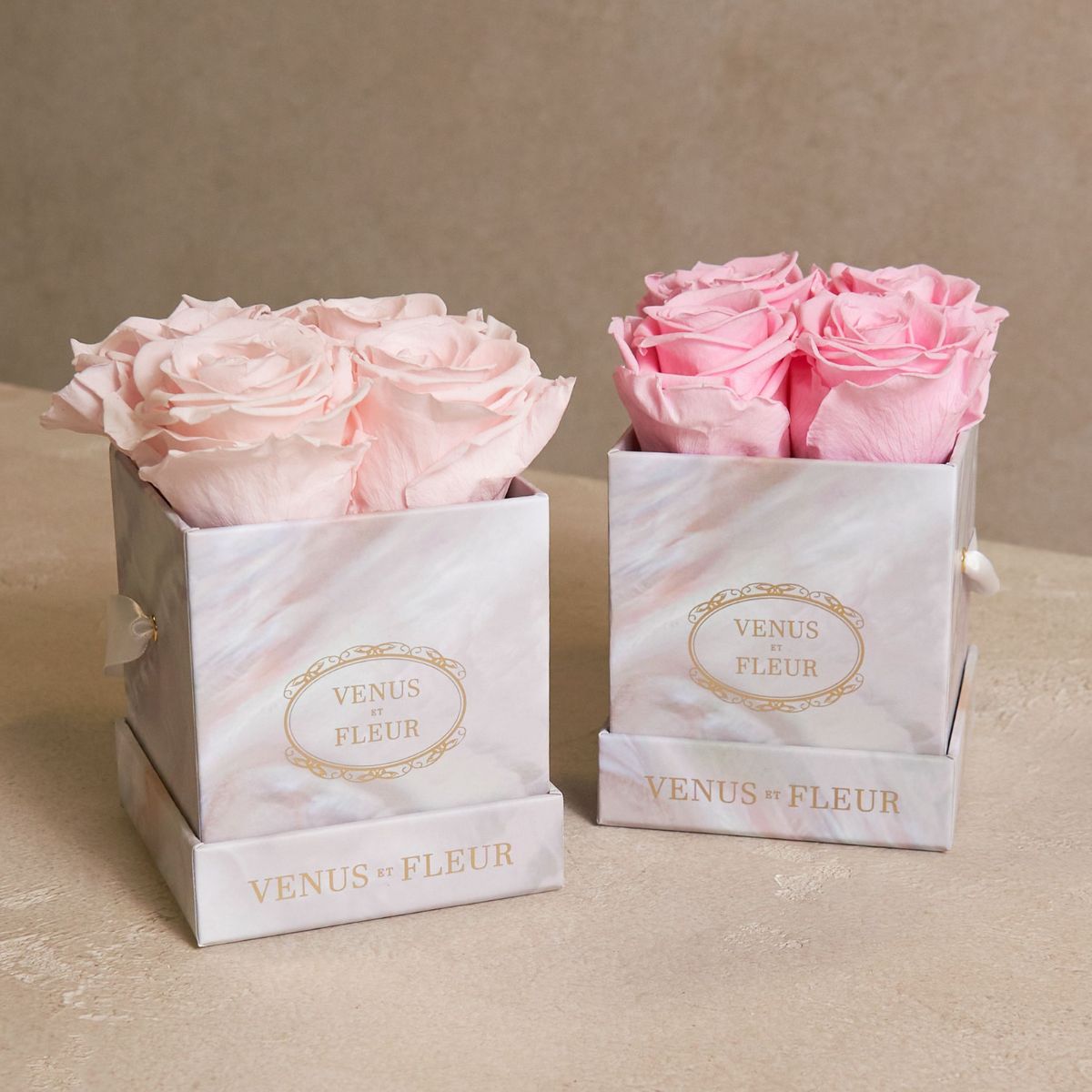 Blush Pink Mother of Pearl Standard Rose | DIY Wedding Flowers