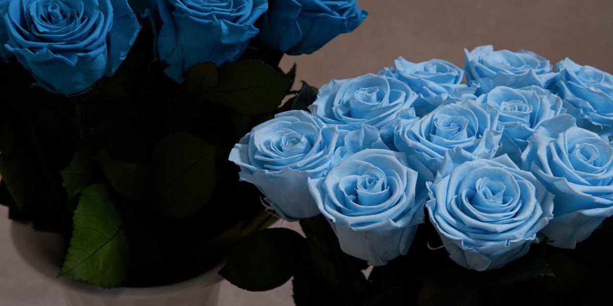 Blue Eternity Roses Venus et Fleur