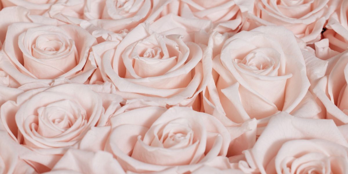Blush Eternity Roses - Venus et Fleur