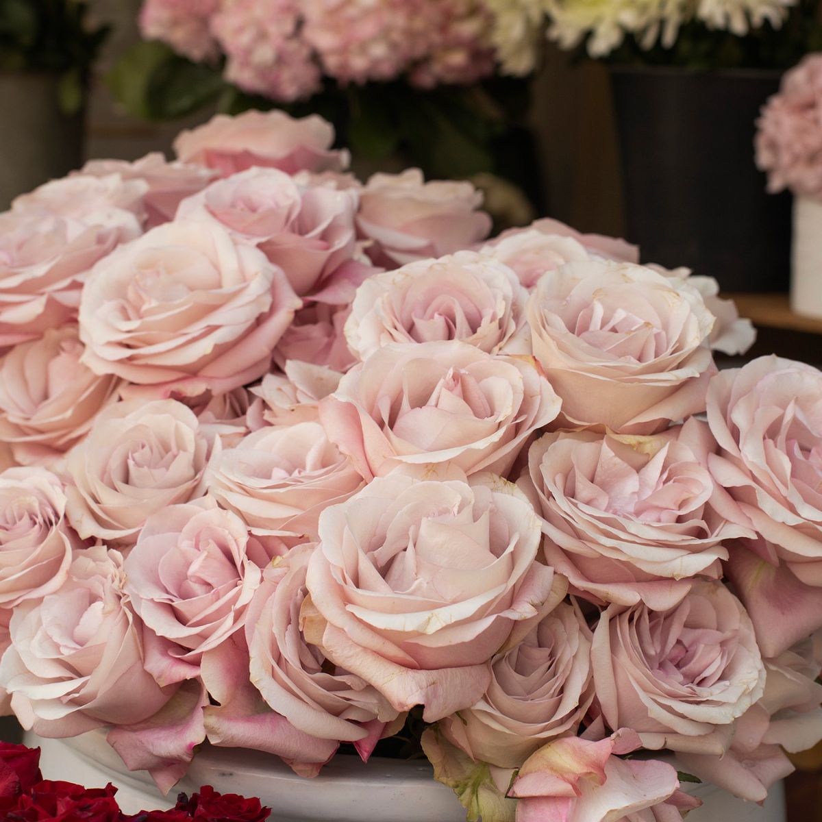 Dusty Rose Eternity Roses in Bunch - Venus et Fleur