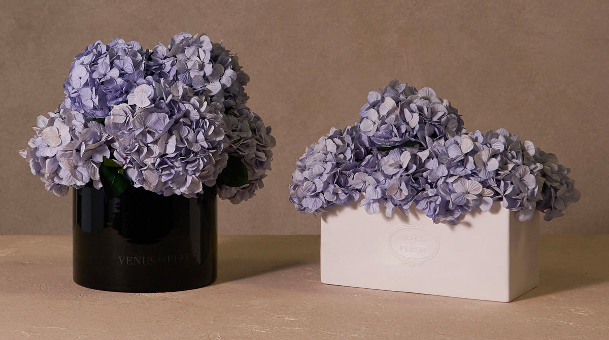 Various vases with Ice Blue Hydrangeas