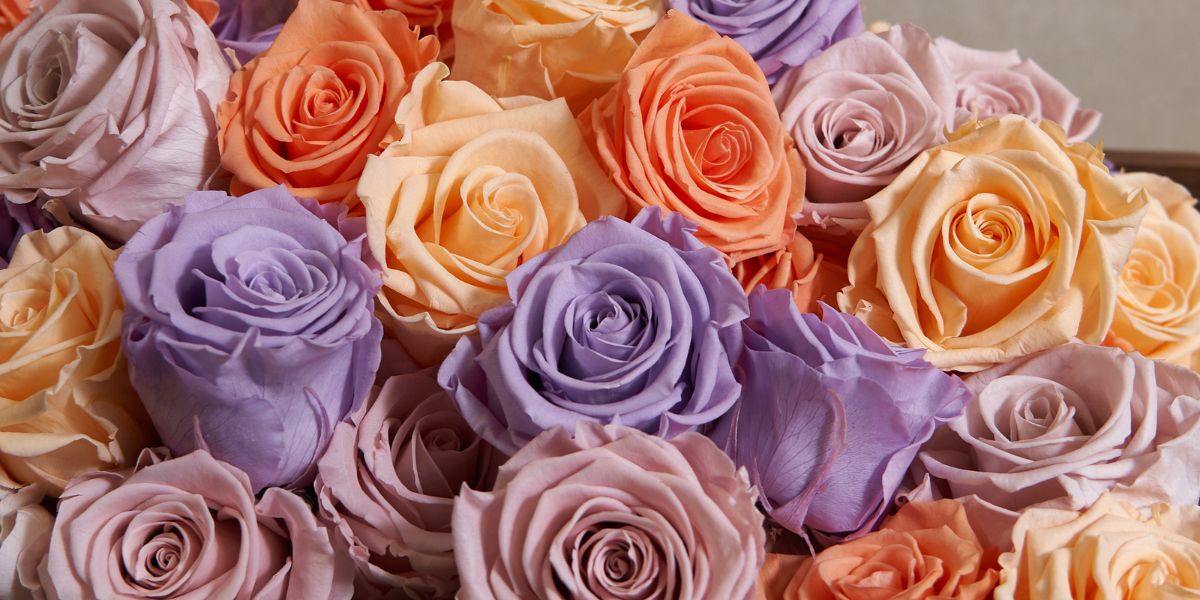 Mixed Eternity Roses in Various Rose Colors - Venus et Fleur