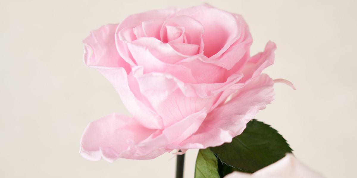 One Pink Eternity Rose - Venus et Fleur