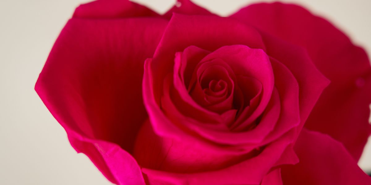 Red Eternity Rose by Venus et Fleur