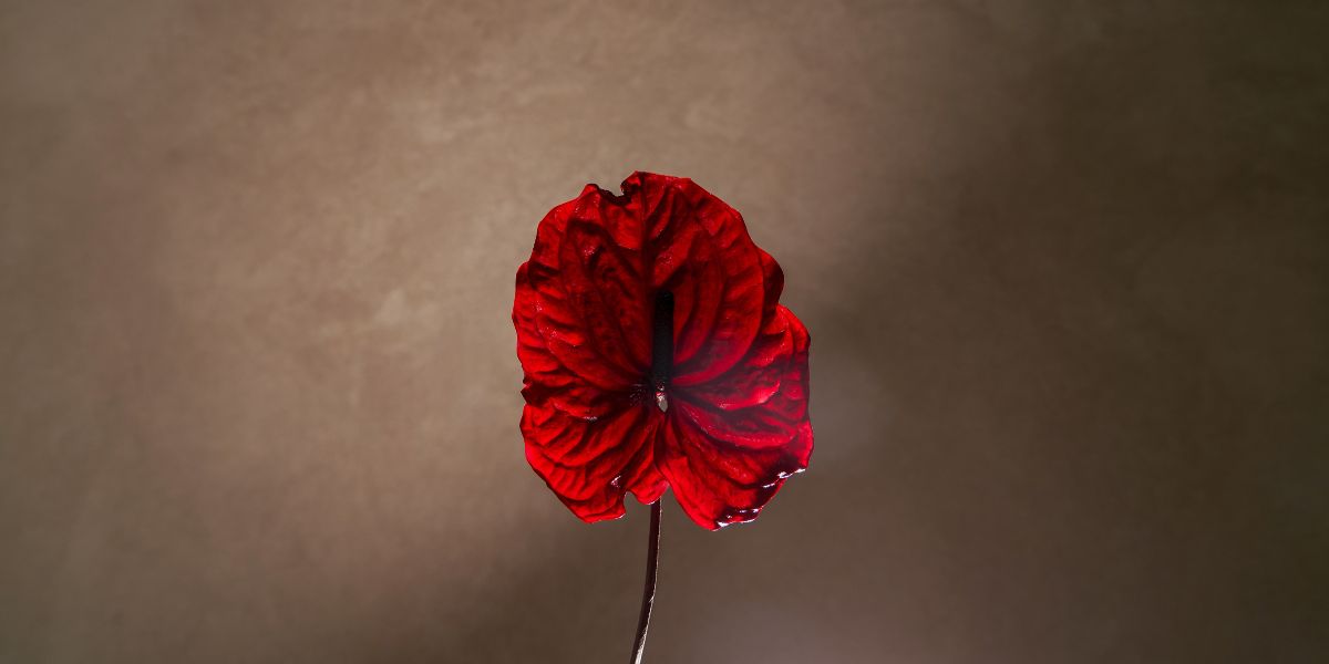 Red Anthurium Flower Venus et Fleur