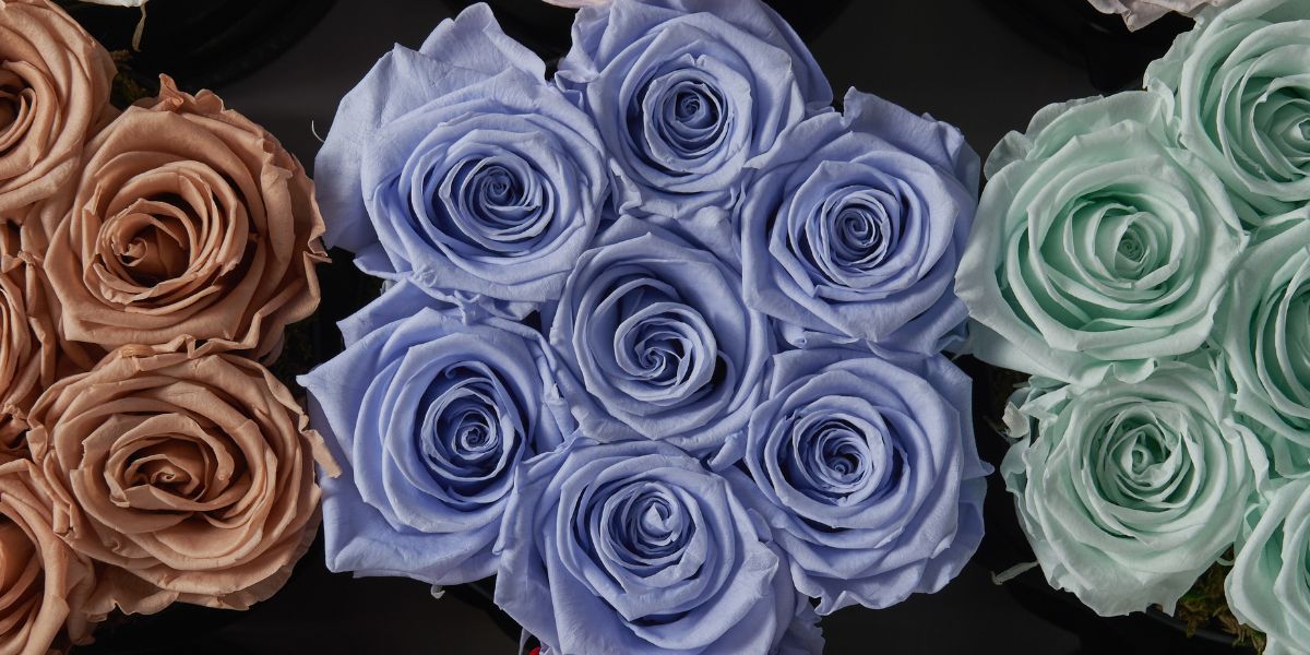 Mint Blue Nude Eternity Roses Close-Up - Venus et Fleur