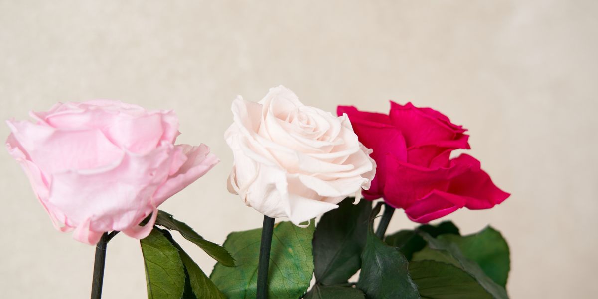 Three Pink White Red Eternity Roses by Venus et Fleur
