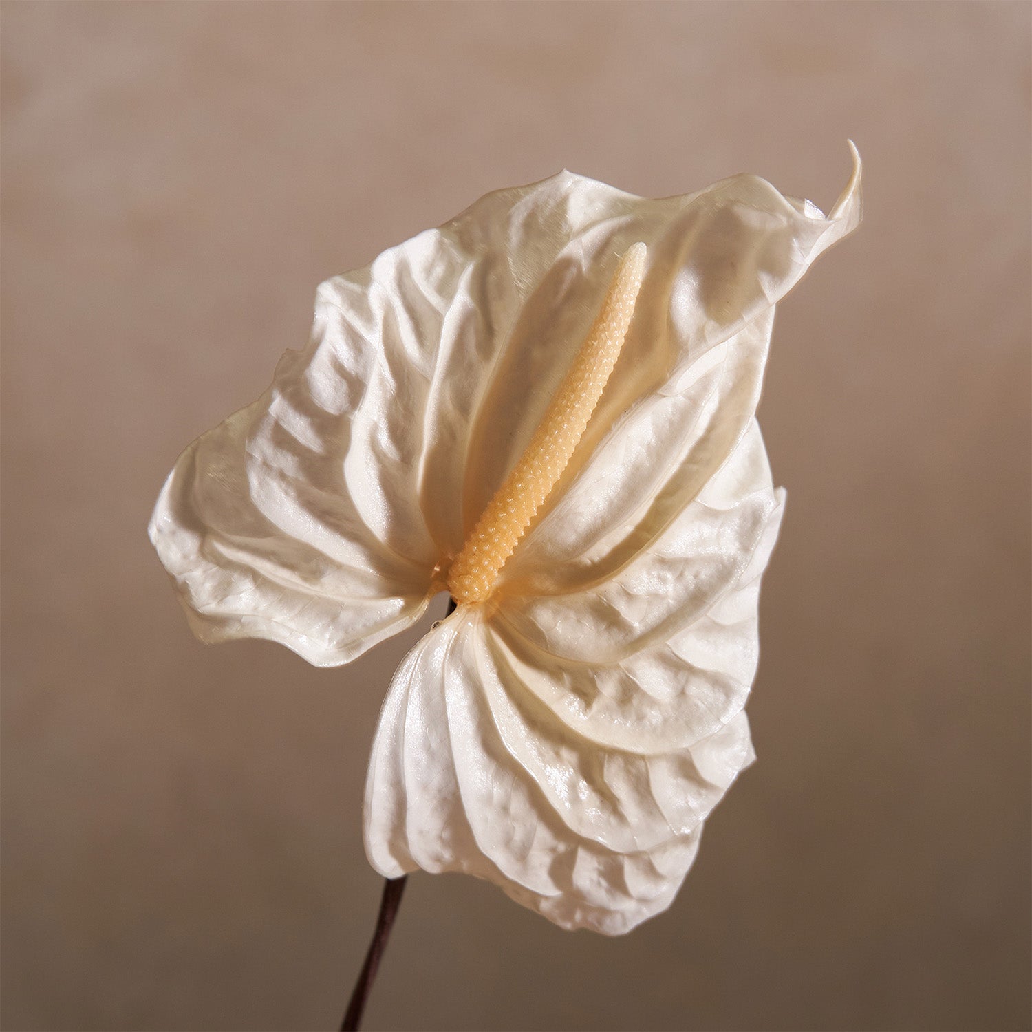 White Anthurium Closeup - Venus et Fleur