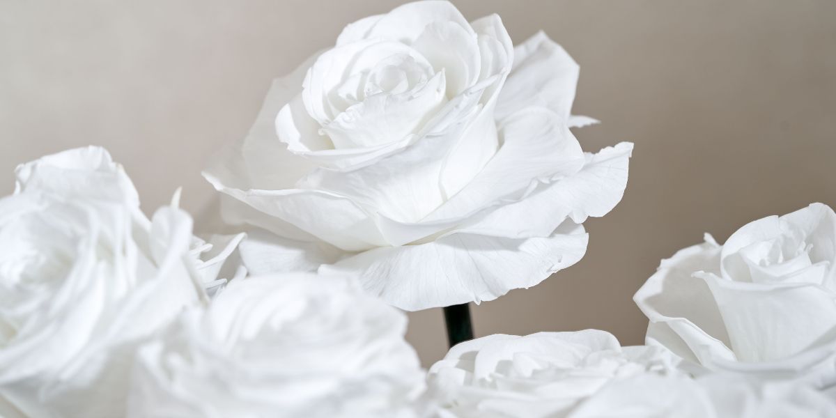 White Eternity Roses Venus et Fleur