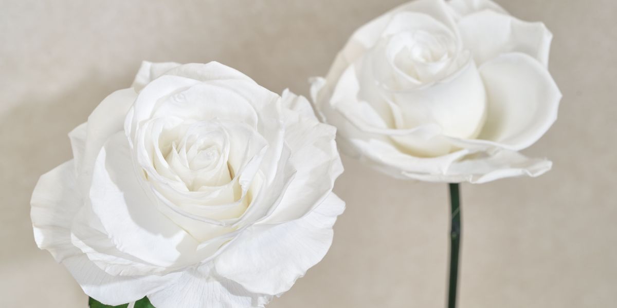 Two White Eternity Roses Venus et Fleur