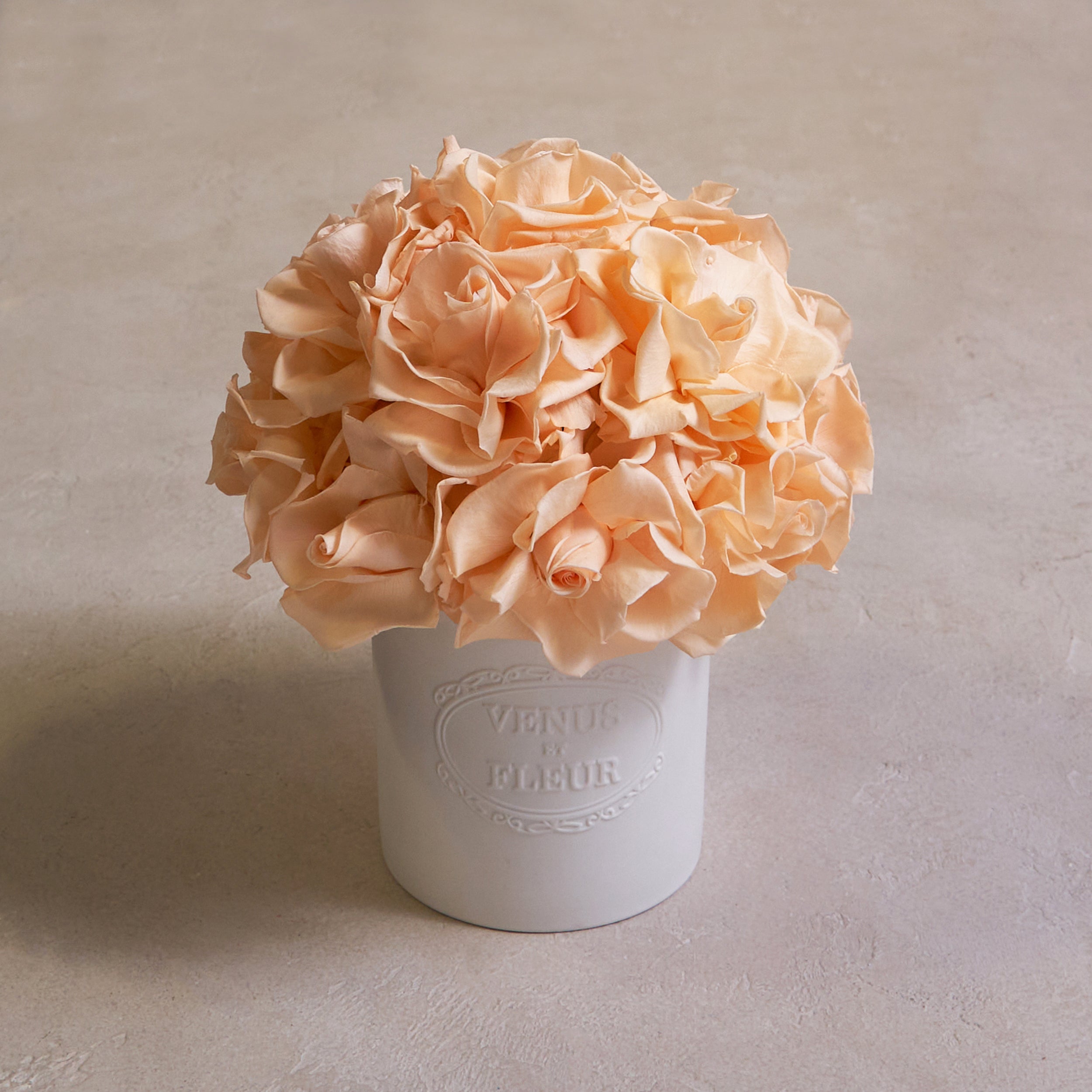 Papaya Reflexed Roses in White Fleura Porcelain Vase by Venus et Fleur