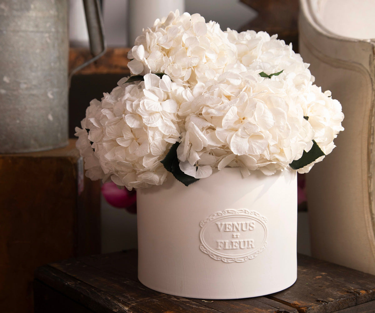 Pure White Hydrangeas in a Thalia Vase
