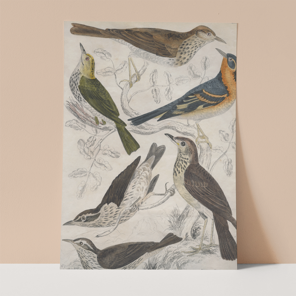 Vintage Birds Wall print