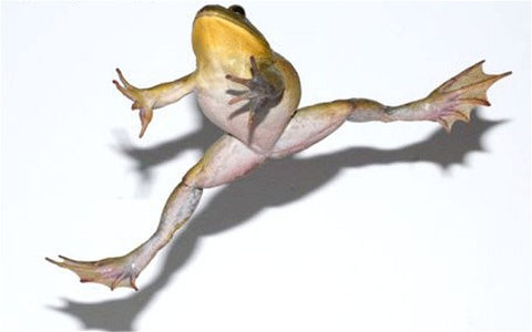 Leaping Frog