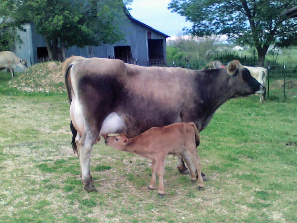 jersey cow photo