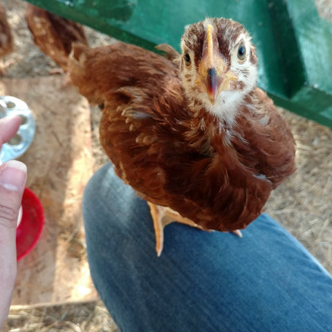 poop poultry combo pack garden talk amelia mary let kitchen