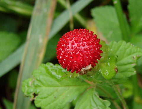 About Indian Strawberry – Mary's Heirloom Seeds