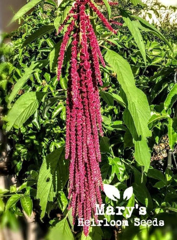 AMaranth heirloom golden giant seeds 25