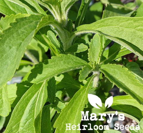 Stevia (Stevia rebaudiana) - 100 Seeds