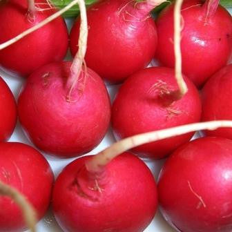 Crimson Giant Radish