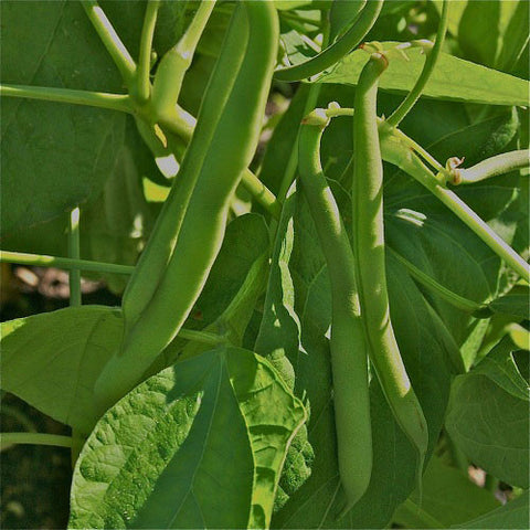 Heirloom Beans – Mary's Heirloom Seeds