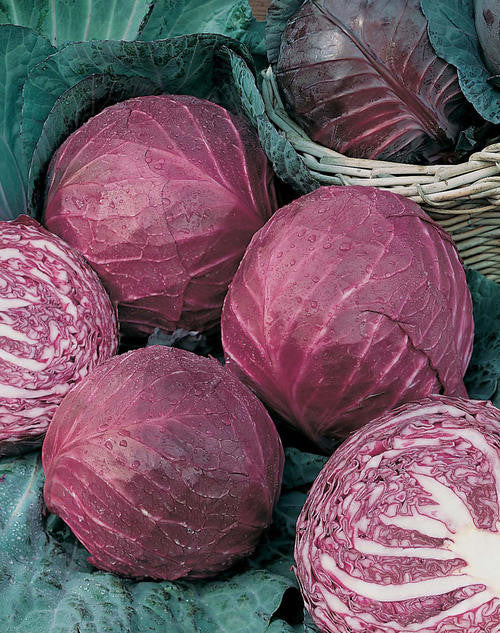 Red Cabbage – Mary's Heirloom Seeds