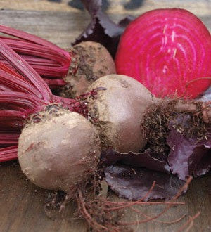 bulls blood beet seedlings