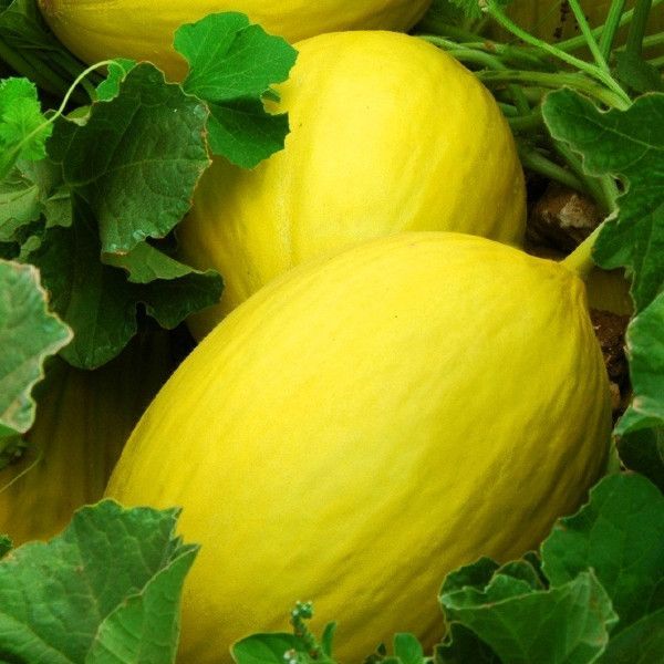 canari melon