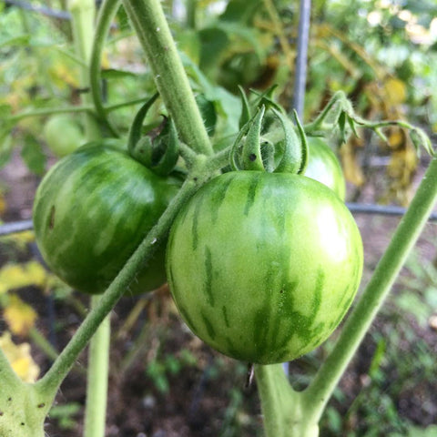 green vernissage tomato plant