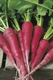 Red Daikon Radish – Mary's Heirloom Seeds