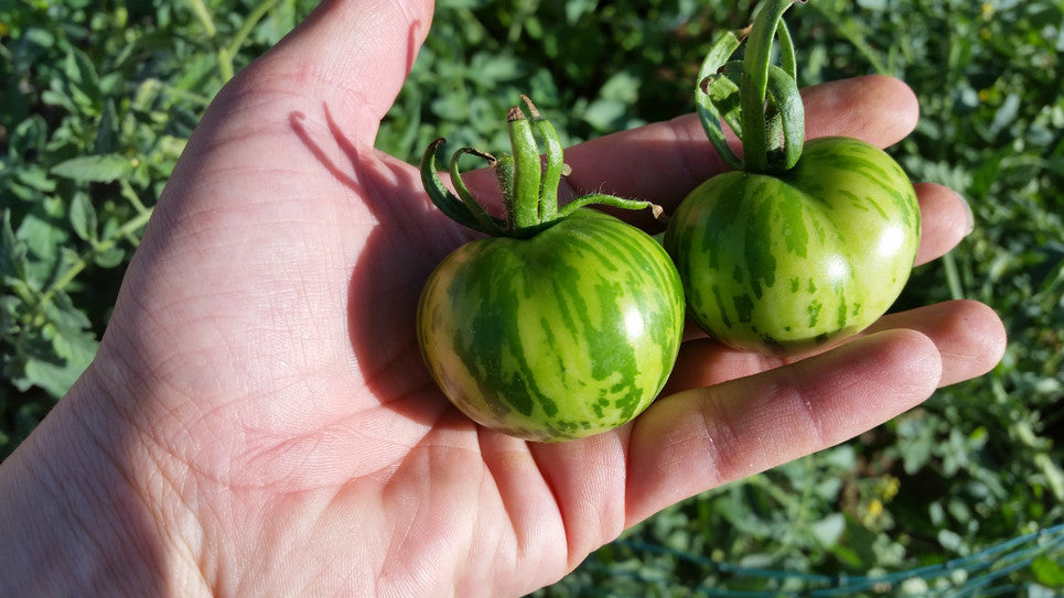 green zebra tomato size