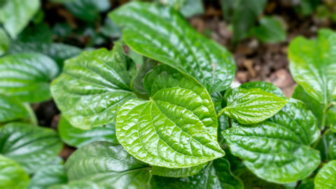 Kava Leaf