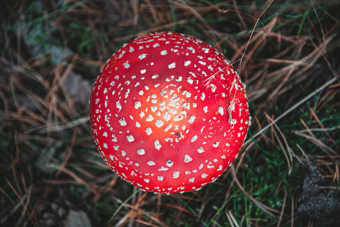 Amanita Muscaria