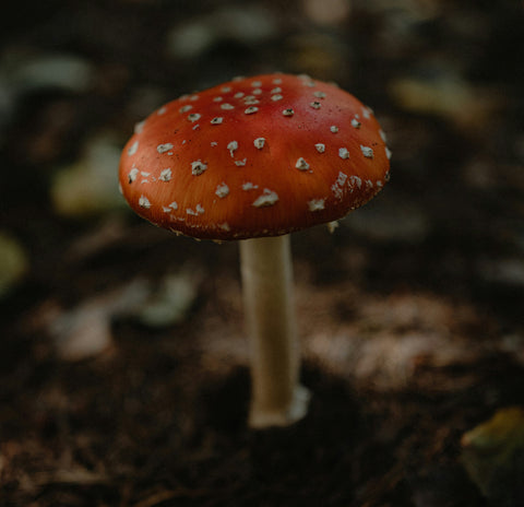 Amanita Muscaria