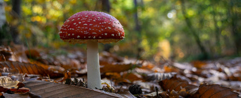 Amanita Muscaria