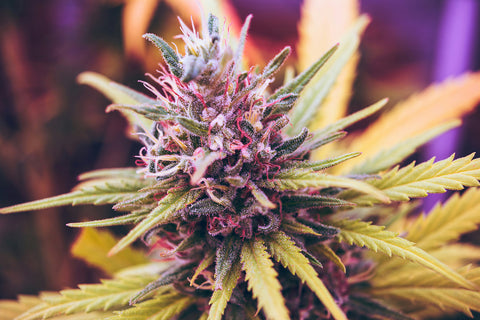 The various colors in cannabis buds are primarily attributed to pigments called anthocyanins