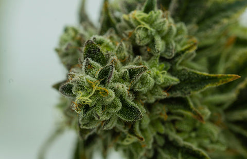Trichomes are small, glandular structures that appear as tiny hairs or crystals on the surface of hemp plants.