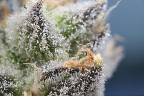 Trichomes play a crucial role in the production of cannabinoids and terpenes, which offer a wide range of potential benefits.