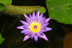 Thailand Lotus Flower