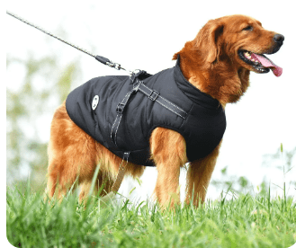 Casacos Impermeáveis ​​para Cachorros: Proteção contra Chuva e Frio!