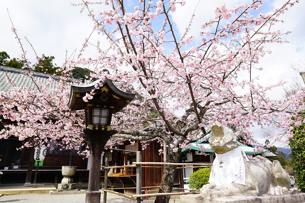 十三参りはどこでする？おすすめのお寺・神社